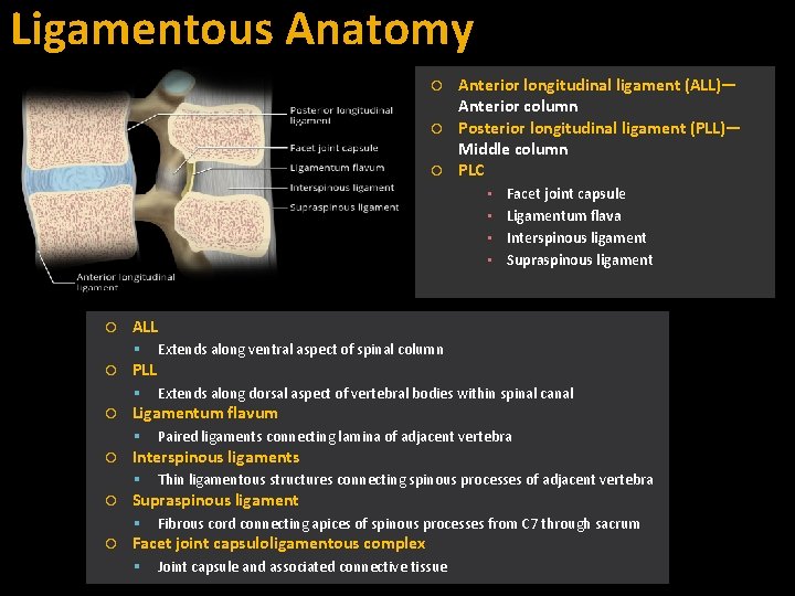 Ligamentous Anatomy Anterior longitudinal ligament (ALL)— Anterior column Posterior longitudinal ligament (PLL)— Middle column