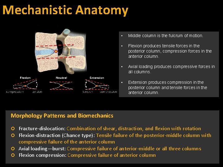 Mechanistic Anatomy • Middle column is the fulcrum of motion. • Flexion produces tensile