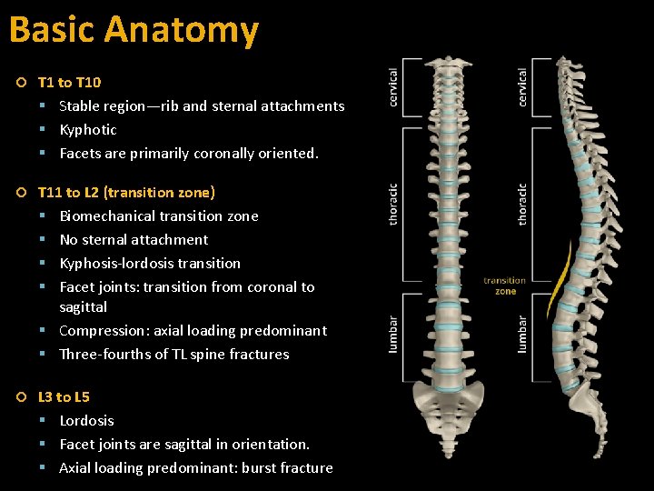 Basic Anatomy T 1 to T 10 Stable region—rib and sternal attachments Kyphotic Facets