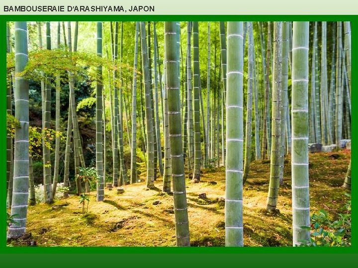 BAMBOUSERAIE D’ARASHIYAMA, JAPON 