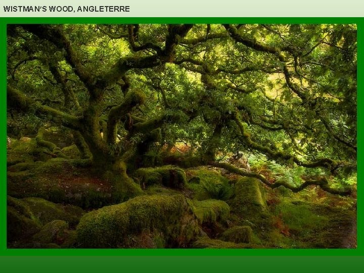 WISTMAN’S WOOD, ANGLETERRE 