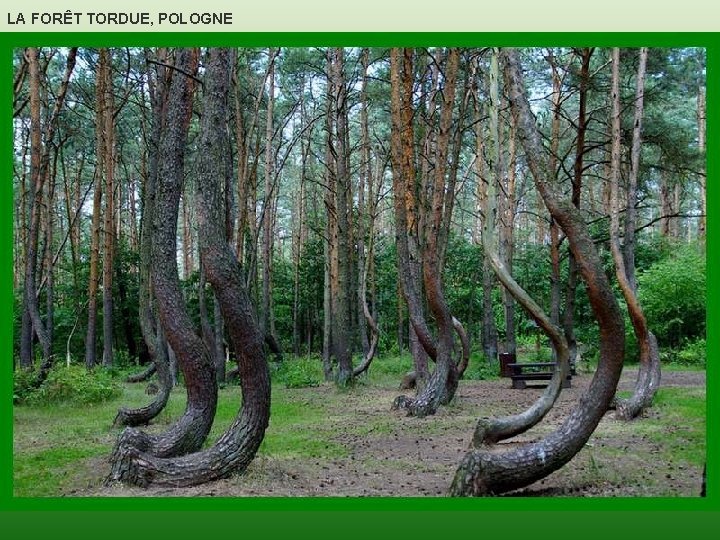 LA FORÊT TORDUE, POLOGNE 