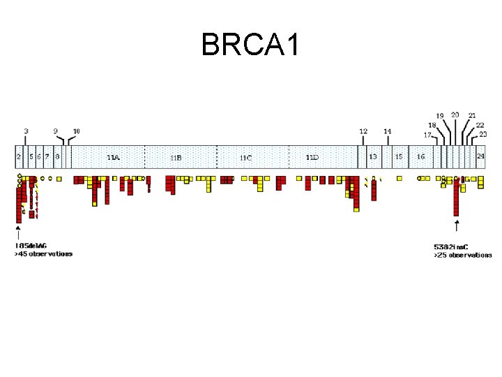 BRCA 1 