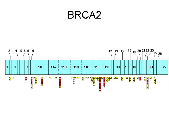 BRCA 2 