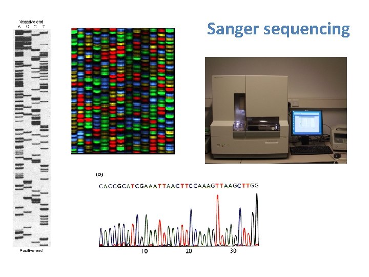 Sanger sequencing Sequencing - dd. NTP 