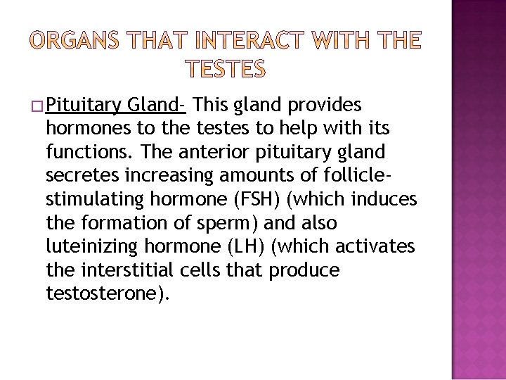 �Pituitary Gland- This gland provides hormones to the testes to help with its functions.