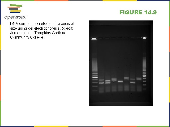 FIGURE 14. 9 DNA can be separated on the basis of size using gel