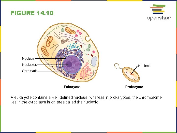 FIGURE 14. 10 A eukaryote contains a well-defined nucleus, whereas in prokaryotes, the chromosome