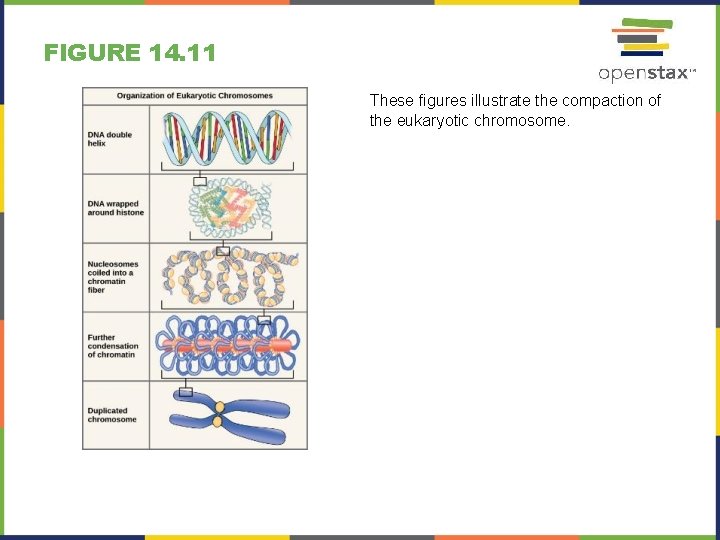FIGURE 14. 11 These figures illustrate the compaction of the eukaryotic chromosome. 