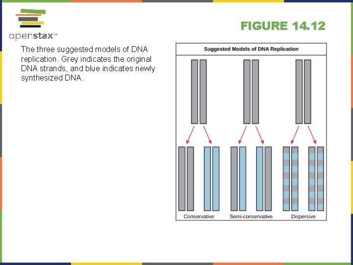 FIGURE 14. 12 The three suggested models of DNA replication. Grey indicates the original