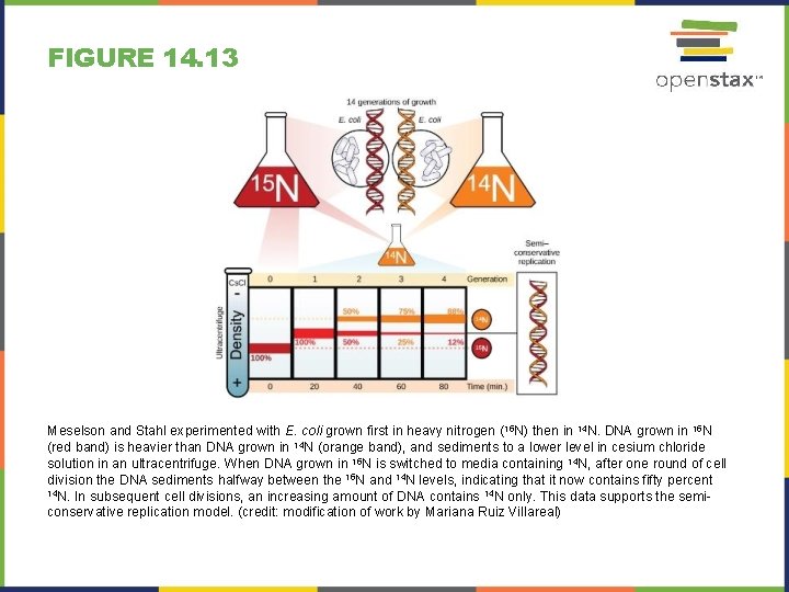FIGURE 14. 13 Meselson and Stahl experimented with E. coli grown first in heavy