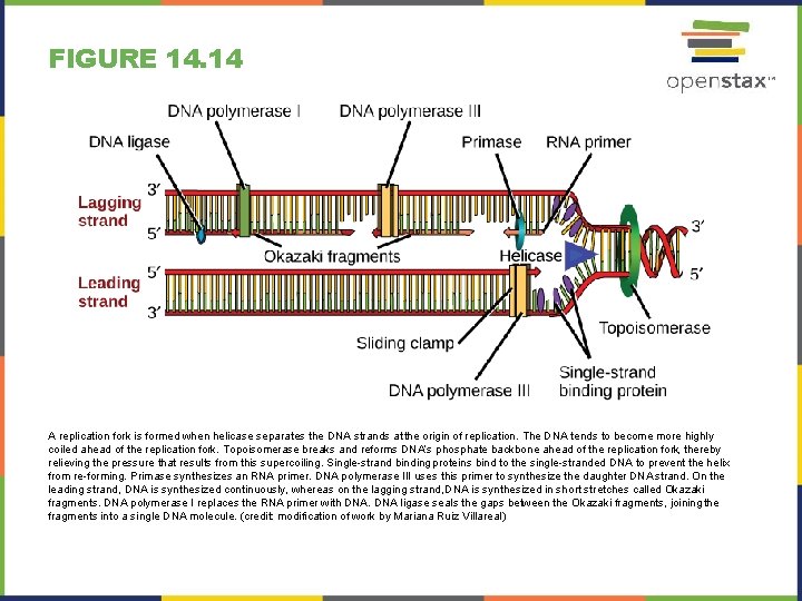 FIGURE 14. 14 A replication fork is formed when helicase separates the DNA strands
