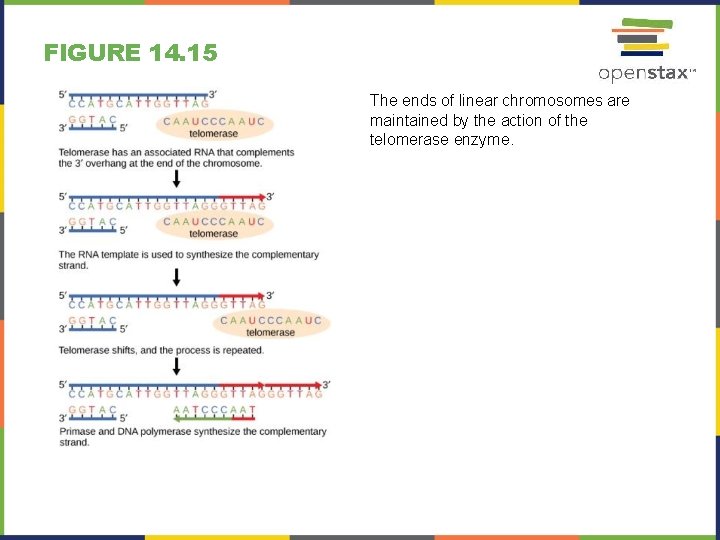 FIGURE 14. 15 The ends of linear chromosomes are maintained by the action of