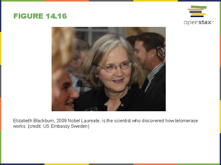 FIGURE 14. 16 Elizabeth Blackburn, 2009 Nobel Laureate, is the scientist who discovered how