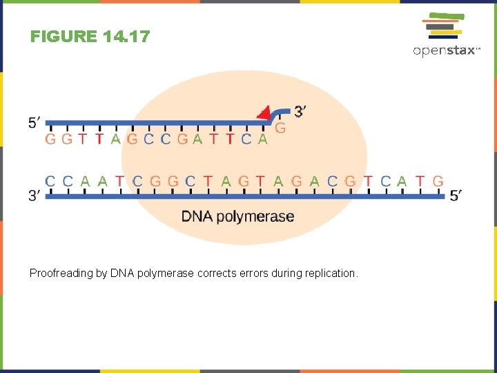 FIGURE 14. 17 Proofreading by DNA polymerase corrects errors during replication. 