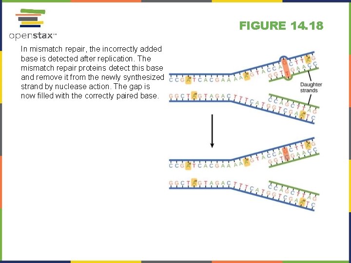 FIGURE 14. 18 In mismatch repair, the incorrectly added base is detected after replication.