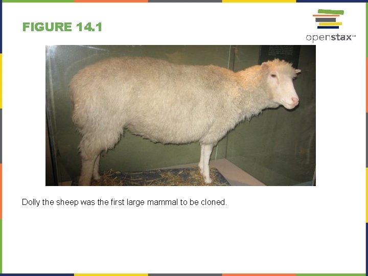 FIGURE 14. 1 Dolly the sheep was the first large mammal to be cloned.