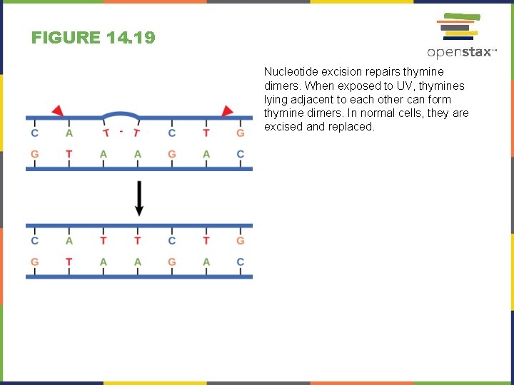 FIGURE 14. 19 Nucleotide excision repairs thymine dimers. When exposed to UV, thymines lying