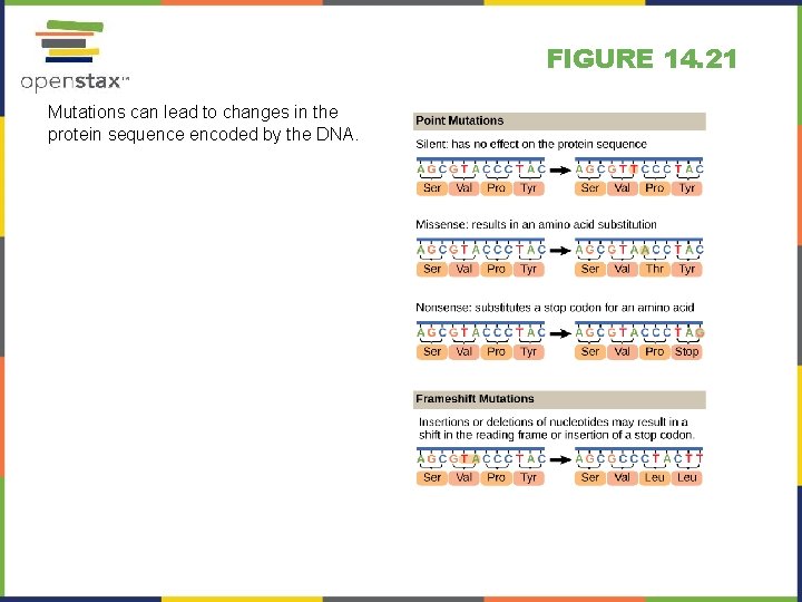 FIGURE 14. 21 Mutations can lead to changes in the protein sequence encoded by