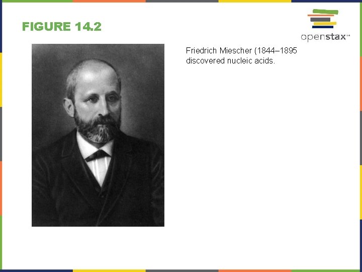 FIGURE 14. 2 Friedrich Miescher (1844– 1895 discovered nucleic acids. 