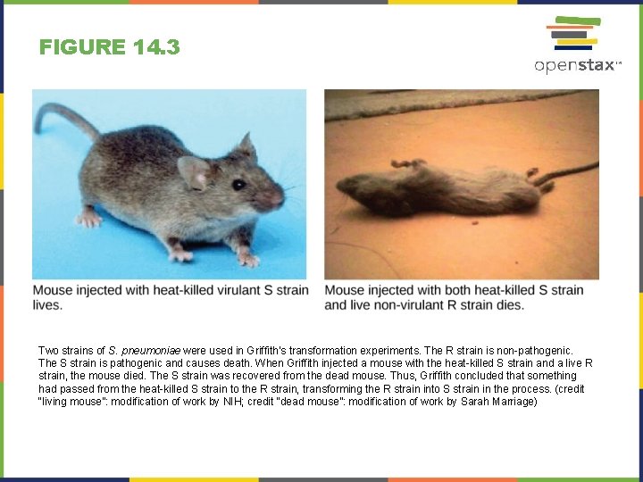 FIGURE 14. 3 Two strains of S. pneumoniae were used in Griffith’s transformation experiments.