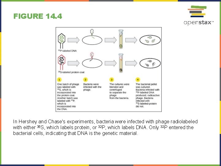 FIGURE 14. 4 In Hershey and Chase's experiments, bacteria were infected with phage radiolabeled