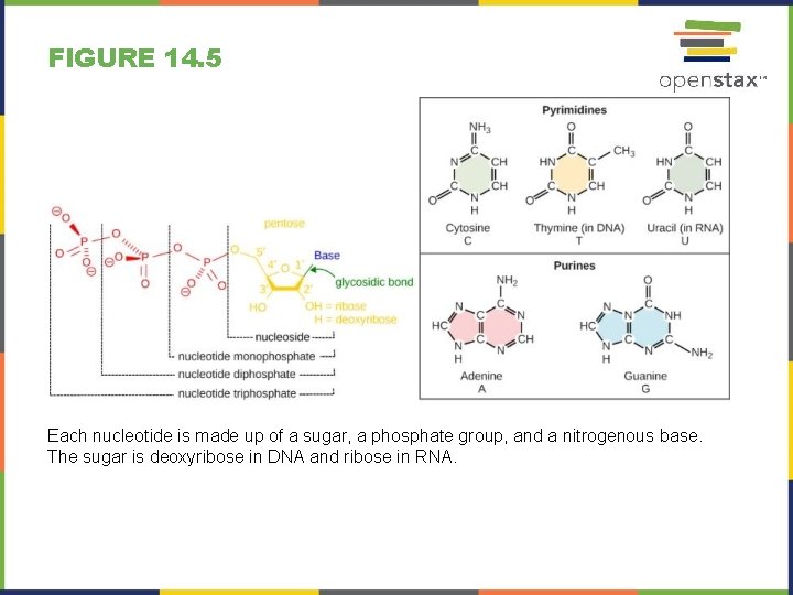 FIGURE 14. 5 Each nucleotide is made up of a sugar, a phosphate group,