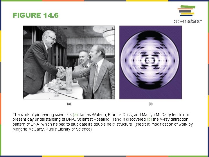 FIGURE 14. 6 The work of pioneering scientists (a) James Watson, Francis Crick, and