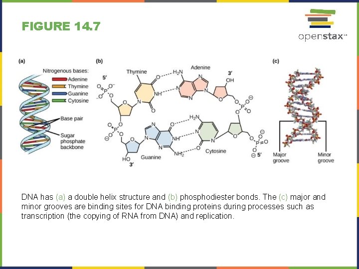 FIGURE 14. 7 DNA has (a) a double helix structure and (b) phosphodiester bonds.