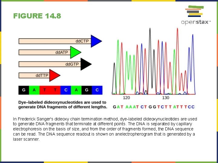 FIGURE 14. 8 In Frederick Sanger's dideoxy chain termination method, dye-labeled dideoxynucleotides are used