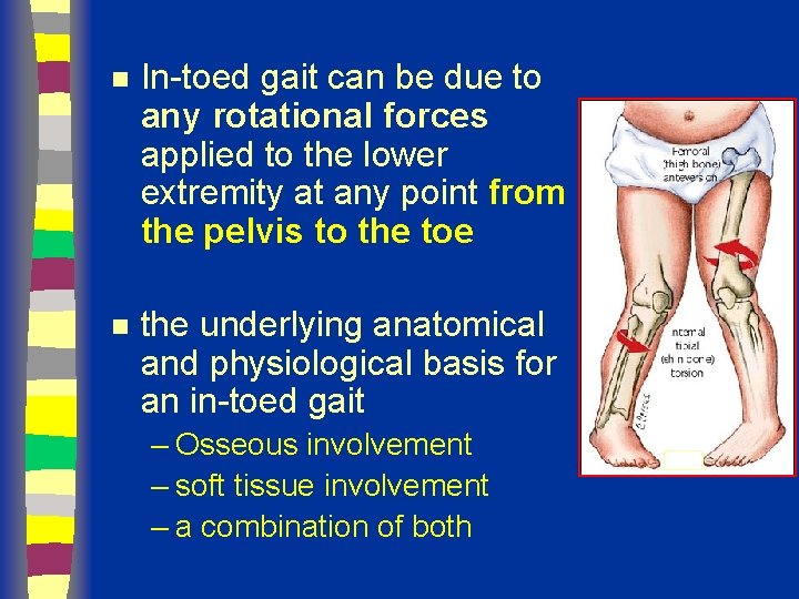 n In-toed gait can be due to any rotational forces applied to the lower