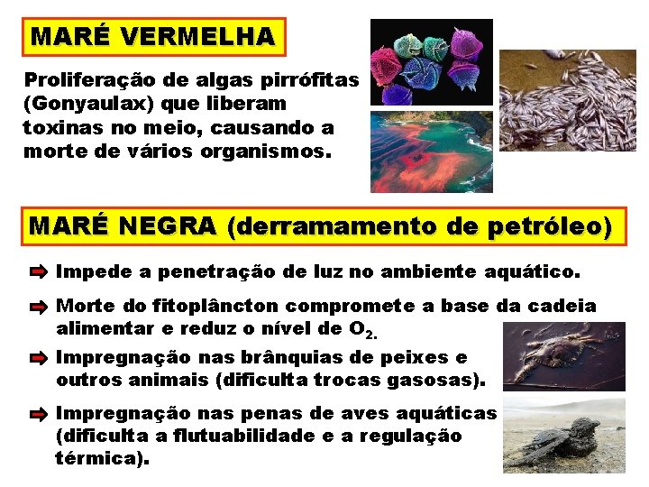 MARÉ VERMELHA Proliferação de algas pirrófitas (Gonyaulax) que liberam toxinas no meio, causando a
