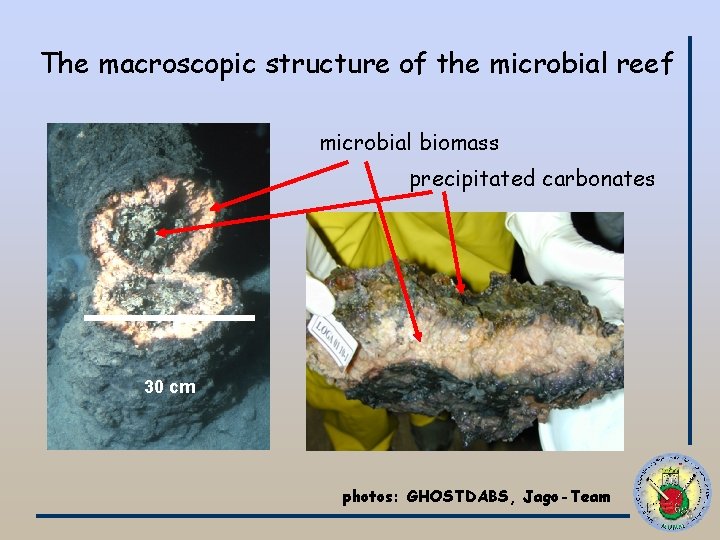 The macroscopic structure of the microbial reef microbial biomass precipitated carbonates 30 cm photos: