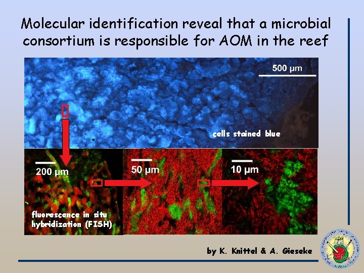 Molecular identification reveal that a microbial consortium is responsible for AOM in the reef