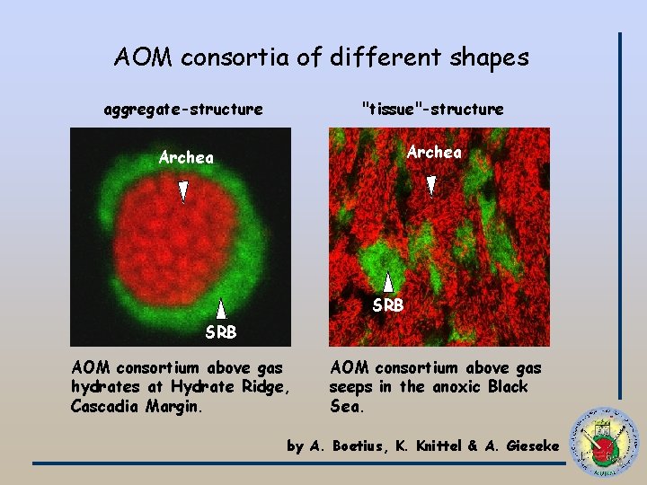 AOM consortia of different shapes aggregate-structure "tissue"-structure Archea SRB AOM consortium above gas hydrates