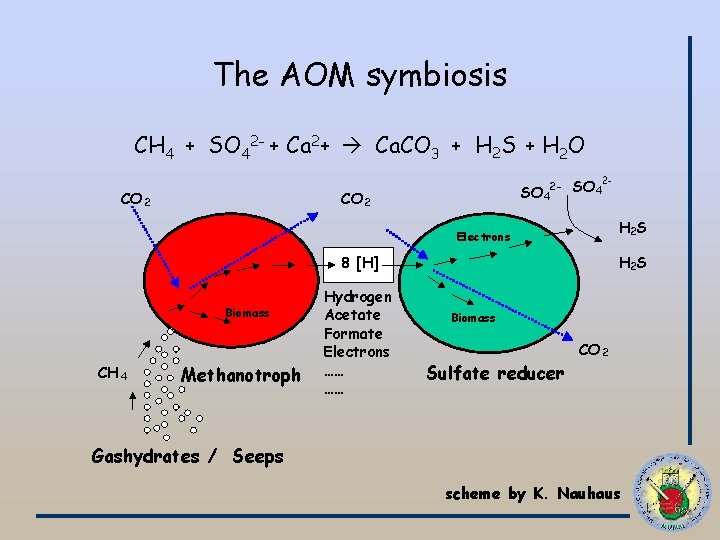 The AOM symbiosis CH 4 + SO 42 - + Ca 2+ Ca. CO