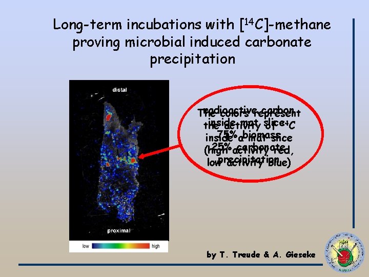 Long-term incubations with [14 C]-methane proving microbial induced carbonate precipitation radioactive carbon The colors