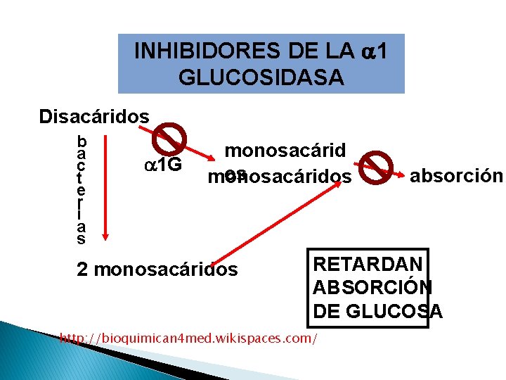 INHIBIDORES DE LA 1 GLUCOSIDASA Disacáridos b a c t e r i a