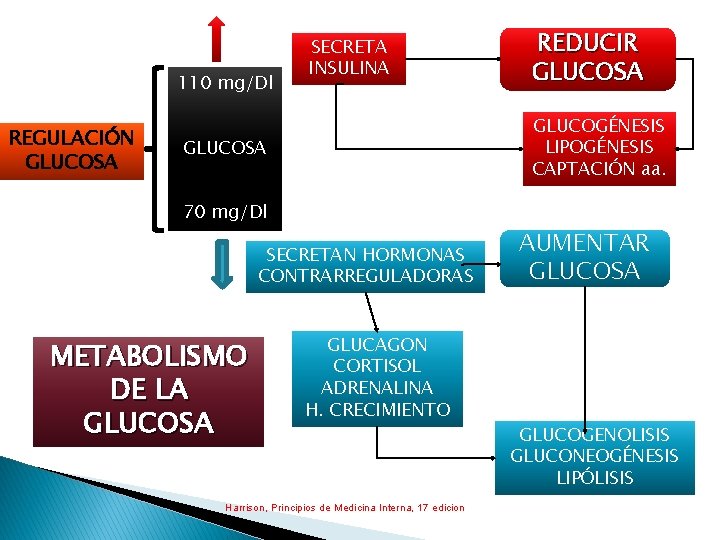 110 mg/Dl REGULACIÓN GLUCOSA SECRETA INSULINA GLUCOGÉNESIS LIPOGÉNESIS CAPTACIÓN aa. GLUCOSA 70 mg/Dl SECRETAN