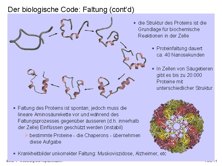 Der biologische Code: Faltung (cont’d) § die Struktur des Proteins ist die Grundlage für