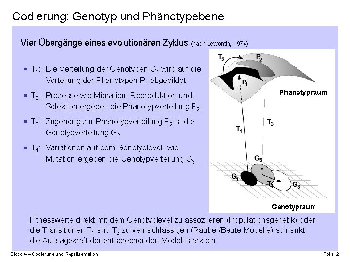 Codierung: Genotyp und Phänotypebene Vier Übergänge eines evolutionären Zyklus (nach Lewontin, 1974) § T