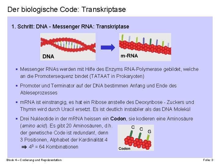 Der biologische Code: Transkriptase 1. Schritt: DNA - Messenger RNA: Transkriptase § Messenger RNAs