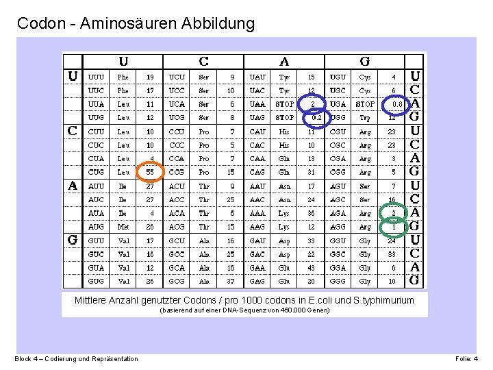 Codon - Aminosäuren Abbildung Mittlere Anzahl genutzter Codons / pro 1000 codons in E.