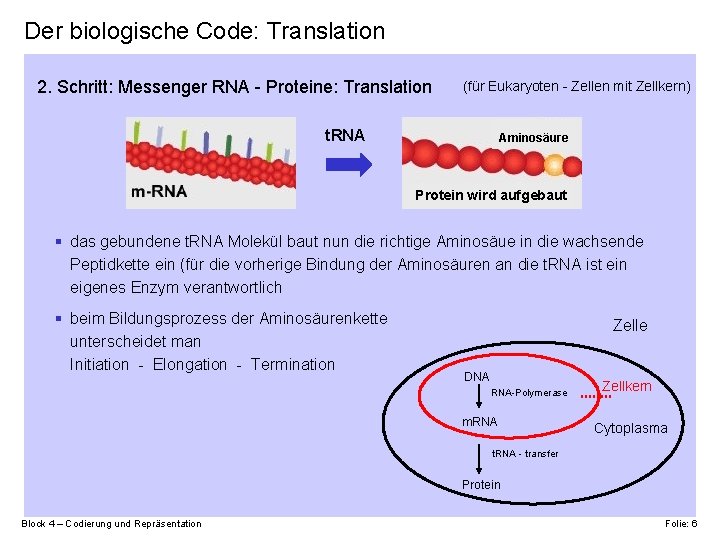 Der biologische Code: Translation 2. Schritt: Messenger RNA - Proteine: Translation (für Eukaryoten -