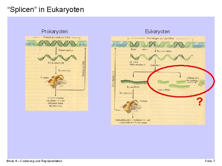 “Splicen” in Eukaryoten Prokaryoten Eukaryoten ? Block 4 – Codierung und Repräsentation Folie: 7