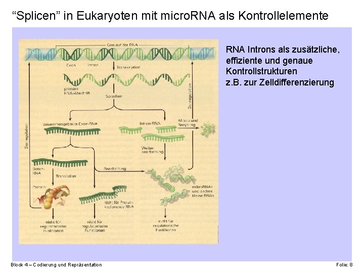 “Splicen” in Eukaryoten mit micro. RNA als Kontrollelemente RNA Introns als zusätzliche, effiziente und