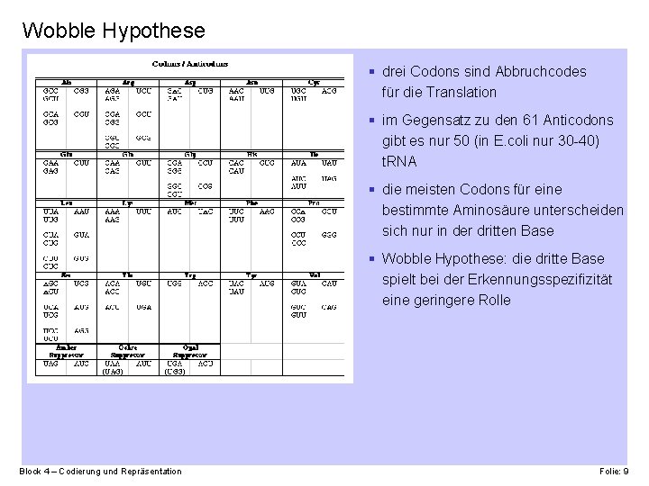 Wobble Hypothese § drei Codons sind Abbruchcodes für die Translation § im Gegensatz zu