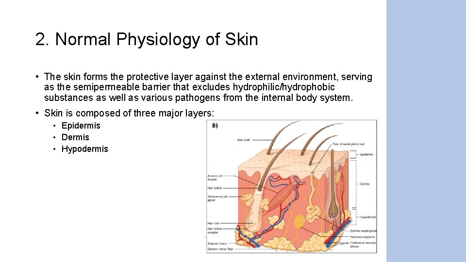 2. Normal Physiology of Skin • The skin forms the protective layer against the