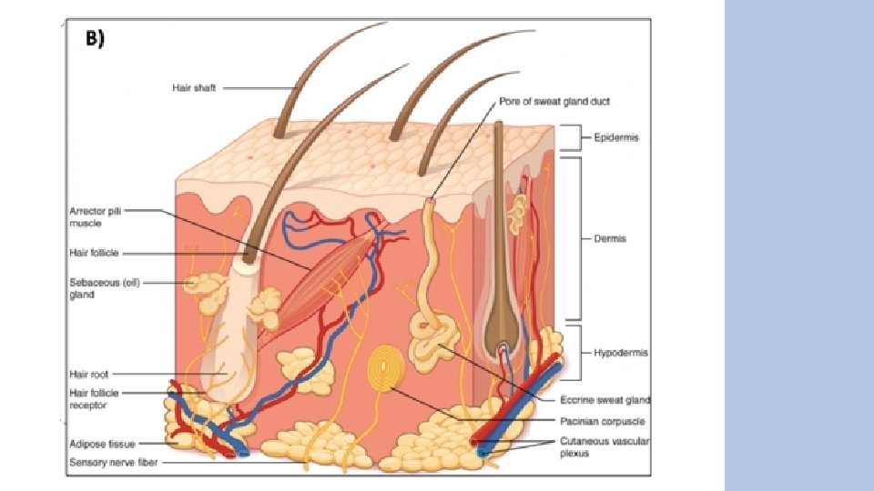 2. Normal Physiology of Skin • Epidermis is avascular and harbours cellular components such