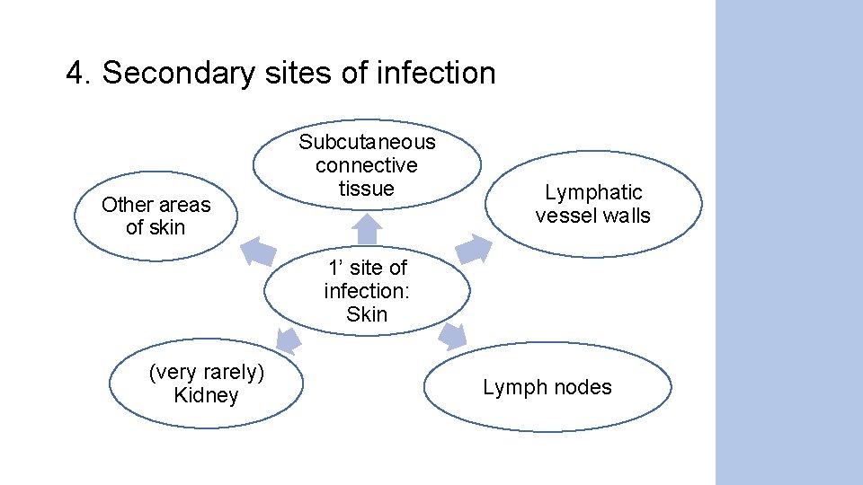 4. Secondary sites of infection Other areas of skin Subcutaneous connective tissue Lymphatic vessel